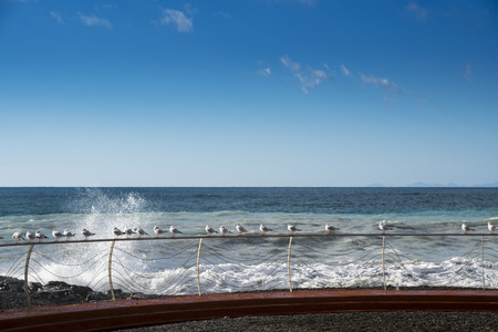 Seagulls lined up on the railingの写真素材
