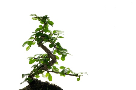 Still life of a bonsai treeの写真素材