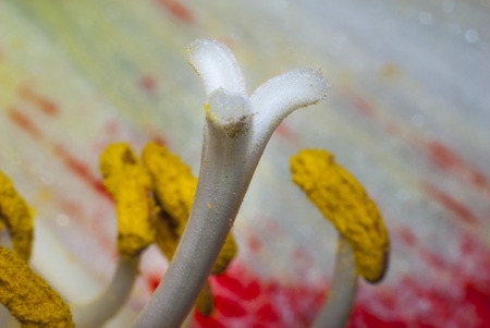 Macro on pistil of a flowerの写真素材