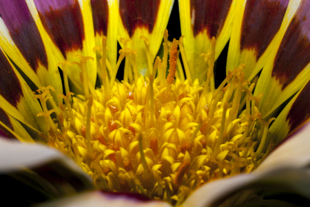 Pistils of a flower rich in pollenの写真素材