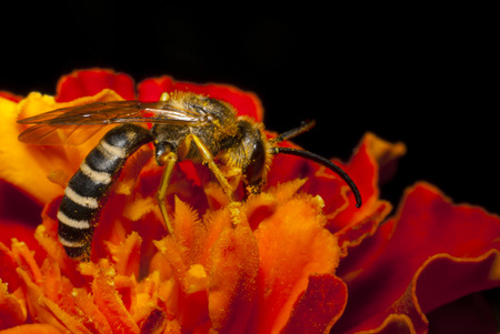 Wasp looking for a flowerの写真素材