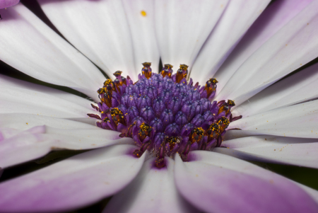 Macro photo of a blossoming daisyの写真素材