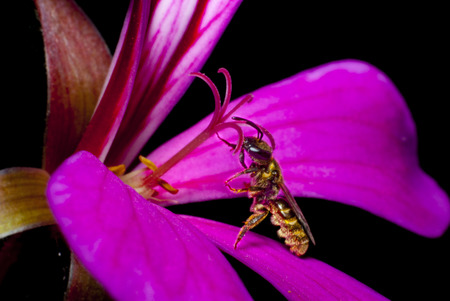 Bee looking for nectar on the pistil of a flowerの写真素材