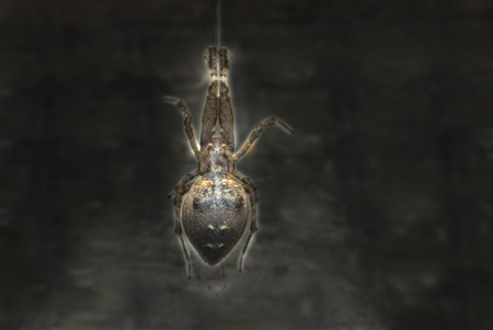 Spider hanging on his canvasの写真素材
