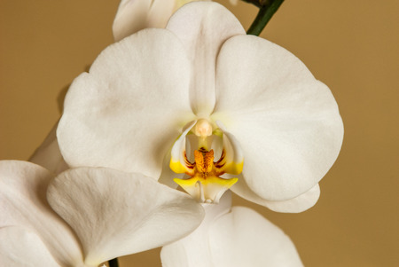 Beautiful white orchid, shot at close range, in its small detailsの写真素材