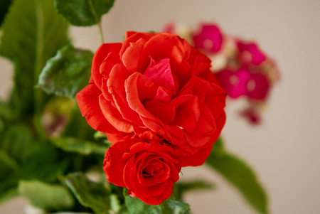 Beautiful red rose, shot at close range, in its small detailsの写真素材