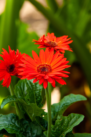 Portrait of a red Gerbera flowersの写真素材
