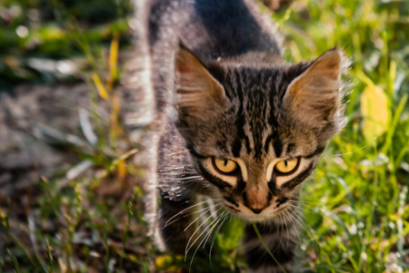 Cat in the process of hunting, in the field grassの写真素材