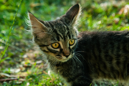 Details of the eyes of a catの写真素材