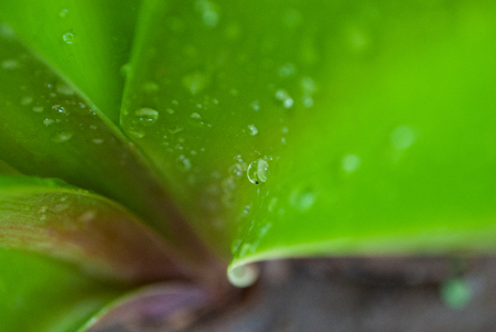 Interior of wet fat plant, recovered after the rainの写真素材