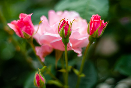 Bunch of pink roses, not yet fully bloomedの写真素材