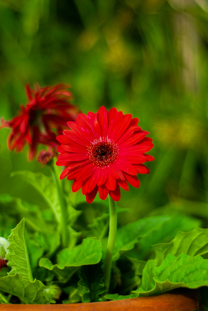 Gerbera flower, with blurred backgroundの写真素材