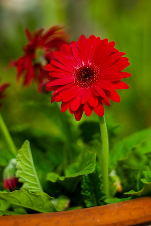 Portrait of a red Gerbera flowerの写真素材