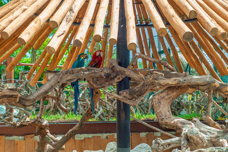 Two Ara parrots, in the shade of a wooden porch, on a sunny dayの写真素材