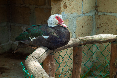 Red-billed duck in the shade of a courtyard on a sunny dayの写真素材