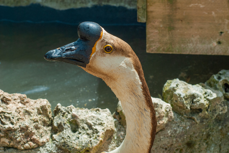 Guinea Swan Goose, with yellow, white and brown feathers, in its courtyardの写真素材