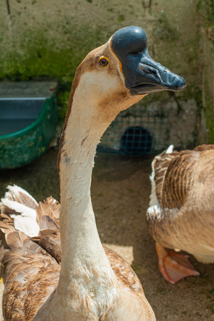 Guineafowl goose, with its long neck, in its courtyardの写真素材