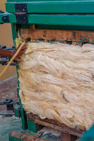 Agave plant fibers in compression, used to build ropes, taken from Tecoh, in the Yucatan peninsulaの写真素材