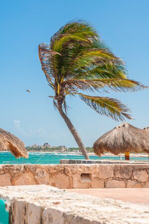 Palm bent by the wind, taken on the beach of Tulum, in the Mexican peninsula of Yucatanの写真素材