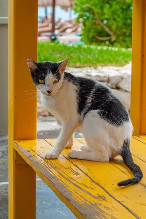 Black and white domestic cat shot on a yellow shelf, in the Mexican Yucatan peninsulaの写真素材