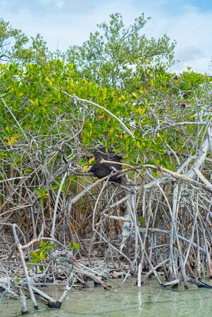 Termite Mound in the vegetation of the biosphere of Sian Ka'an nature reserveの写真素材