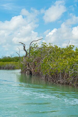 Dried trunks of vegetation of the biosphere of Sian Ka'an nature reserveの写真素材