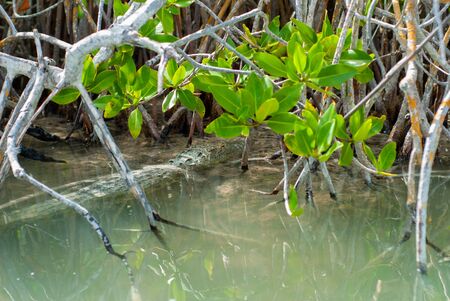 Alligator hidden in the vegetation of the biosphere of Sian Ka'an nature reserveの写真素材