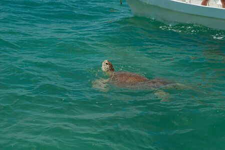 Sea turtle in breath in the biosphere of Sian Ka'an nature reserveの写真素材