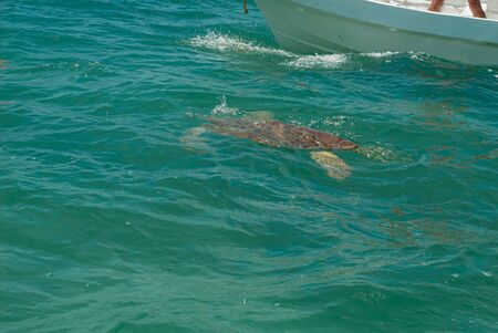 Sea turtle in the biosphere of Sian Ka'an nature reserveの写真素材