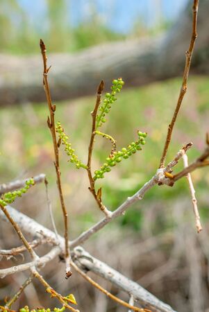 Branches with new gems and blurred background, taken in Massa Lubrense, near Sorrentoの写真素材