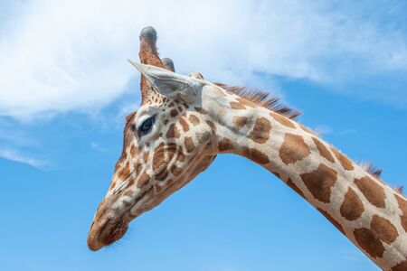 Detail of the head of a young giraffe, silhouetted against a blue and cloudy skyの写真素材