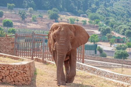 African elephant in its habitat, inside a safari reserveの写真素材