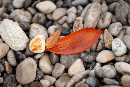 Orange leaves, found among the stones of the beach, in autumnの写真素材