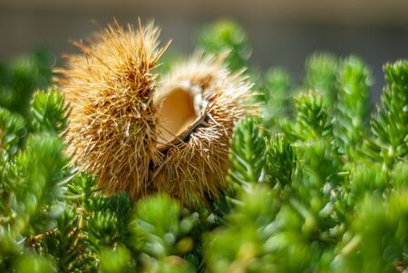 Chestnut hedgehog, fallen from the tree in autumn, among the blurred vegetationの写真素材