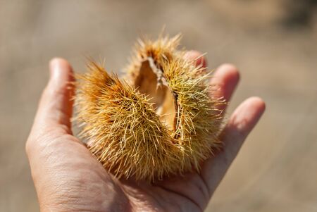 Details of prickly needles, of a chestnut hedgehog, held in the hands, in autumnの写真素材