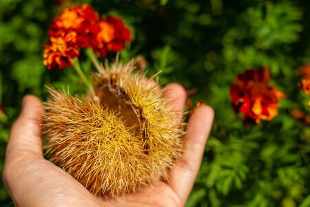 Prickly needles of a autumnal chestnut hedgehog, held in the hands, with flowers in the backgroundの写真素材