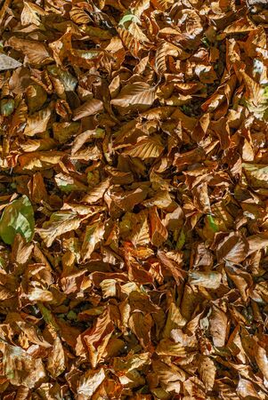 Beech leaves, fallen in autumn, of coppery colorの写真素材