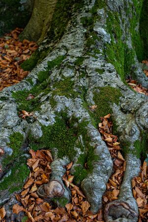 External roots of a centuries old Beech, covered with moss and fallen leaves, taken in autumn on Mount Faitoの写真素材