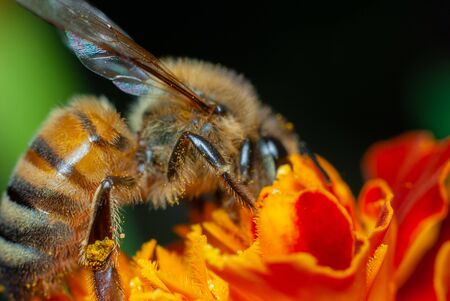 Macro shot of a bee dirty with pollen, hidden among the petals of a blossomed flowerの写真素材