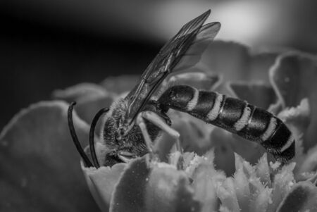 Black and white macro shot of a wasp, on a red flower, looking for nectarの写真素材