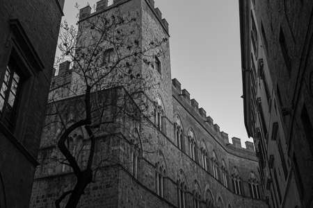 Shot of the historic buildings of the Tuscan city of Siena, in black and white, with a tree in the foregroundのeditorial素材