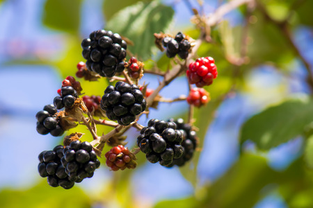 bush of wild blackberriesの写真素材
