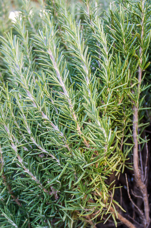closeup of a rosemary plant, typical ingredient of Mediterranean cuisineの写真素材
