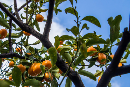 fruit-bearing tree of Kumquat, asian fruit like a small orange called also Fortunellaの写真素材