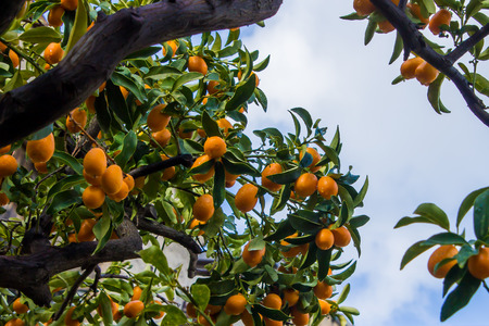 fruit-bearing tree of Kumquat, asian fruit like a small orange called also Fortunellaの写真素材