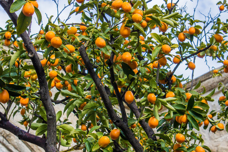 fruit-bearing tree of Kumquat, asian fruit like a small orange called also Fortunellaの写真素材