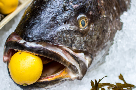close up of a raw meagre fish with a lemon in the mouth