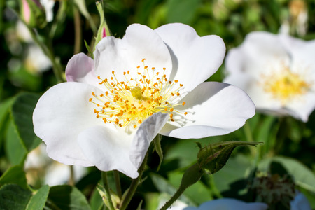 Close up of a white rose in a gardenの写真素材