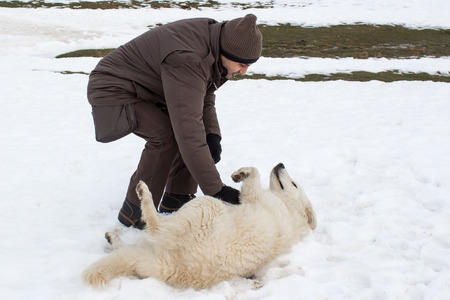 man playing with a Maremma sheepdog in the snow