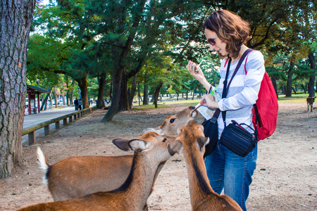 visitor offers biscuits at the wild sika deers who roam through the park in Nara, Japanの写真素材